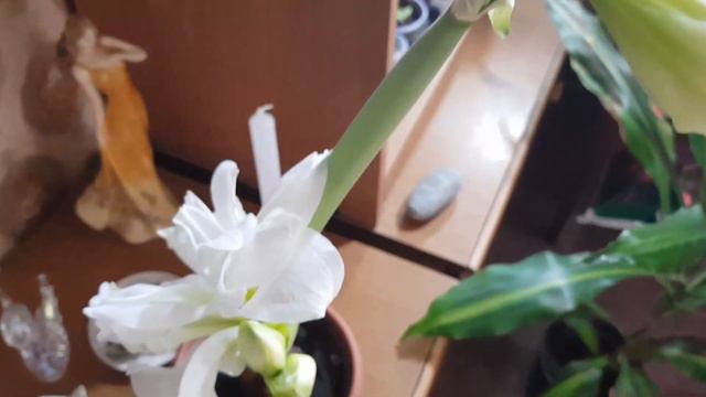 Дом в цветах// Цветёт бугенвилея и зацветает гиппеаструм. смотреть онлайн