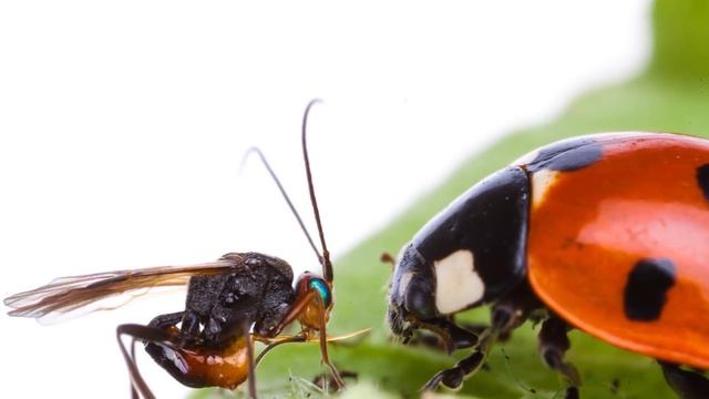 Вот Как Животные Превращаются в Зомби смотреть онлайн