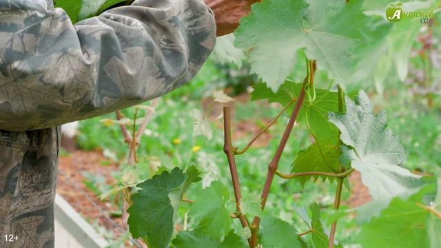 Надежный способ прививки винограда. Мнение эксперта Анатолия Сидоровича смотреть онлайн