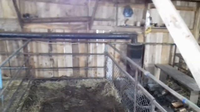 Глистогоним свиноматку перед опоросом, кидаем проводку под лампы смотреть онлайн