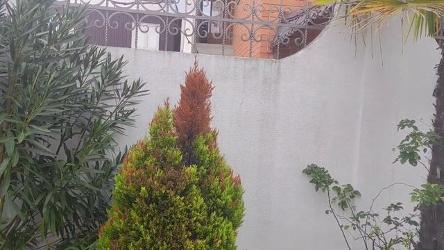 Стрижка Кипарисовиков ! Миксбордер в доль забора. Часть 1