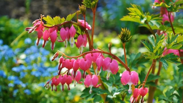 Нежная музыка для души и ЖИЗНИ, а Пение птиц Успокаивает нервную систему смотреть онлайн