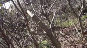 Инжир. Обрезка кардинальная .23