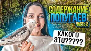 СОДЕРЖАНИЕ ПОПУГАЯ ｜ часть 2