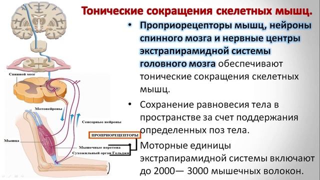 1.6 Мышечное сокращение