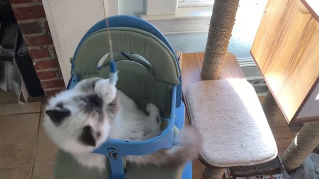 Ragdoll kitten playing with toy from a baby high chair! смотреть онлайн