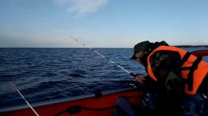 Белое море ловля наваги летом)
