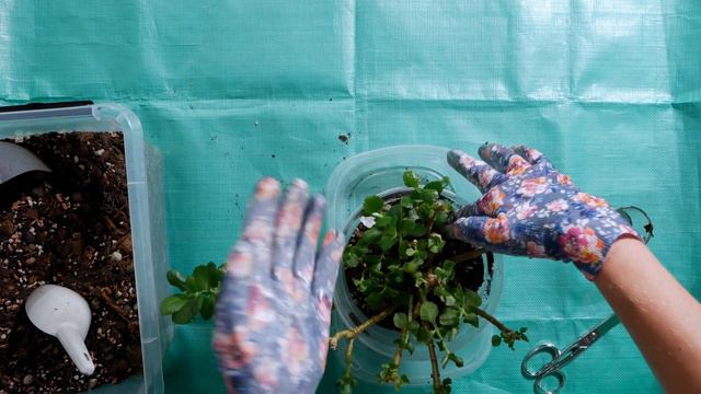 Zagęszczam moje Kalanchoe - 🪴 ZKWR 26 смотреть онлайн