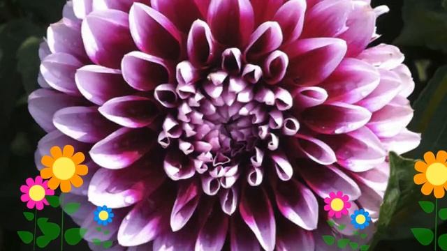 Георгина махровая (Edinburgh). Краткий обзор, описание характеристик, где купить луковицы смотреть онлайн