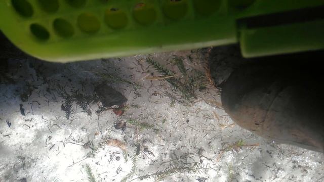 Вес кроликов ризен в 4 и 5 месяцев на комбикорме пурина.31.03.2019. смотреть онлайн