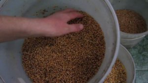 Содержание в хозяйстве  кур яичных кроссов!