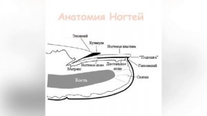 СТРОЕНИЕ НОГТЕВОЙ ПЛАСТИНЫ | Строение ногтей | Маникюр для новичков | Маникюр с нуля