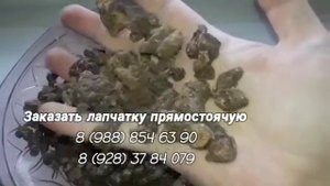 Лапчатка прямостоячая полезные свойства