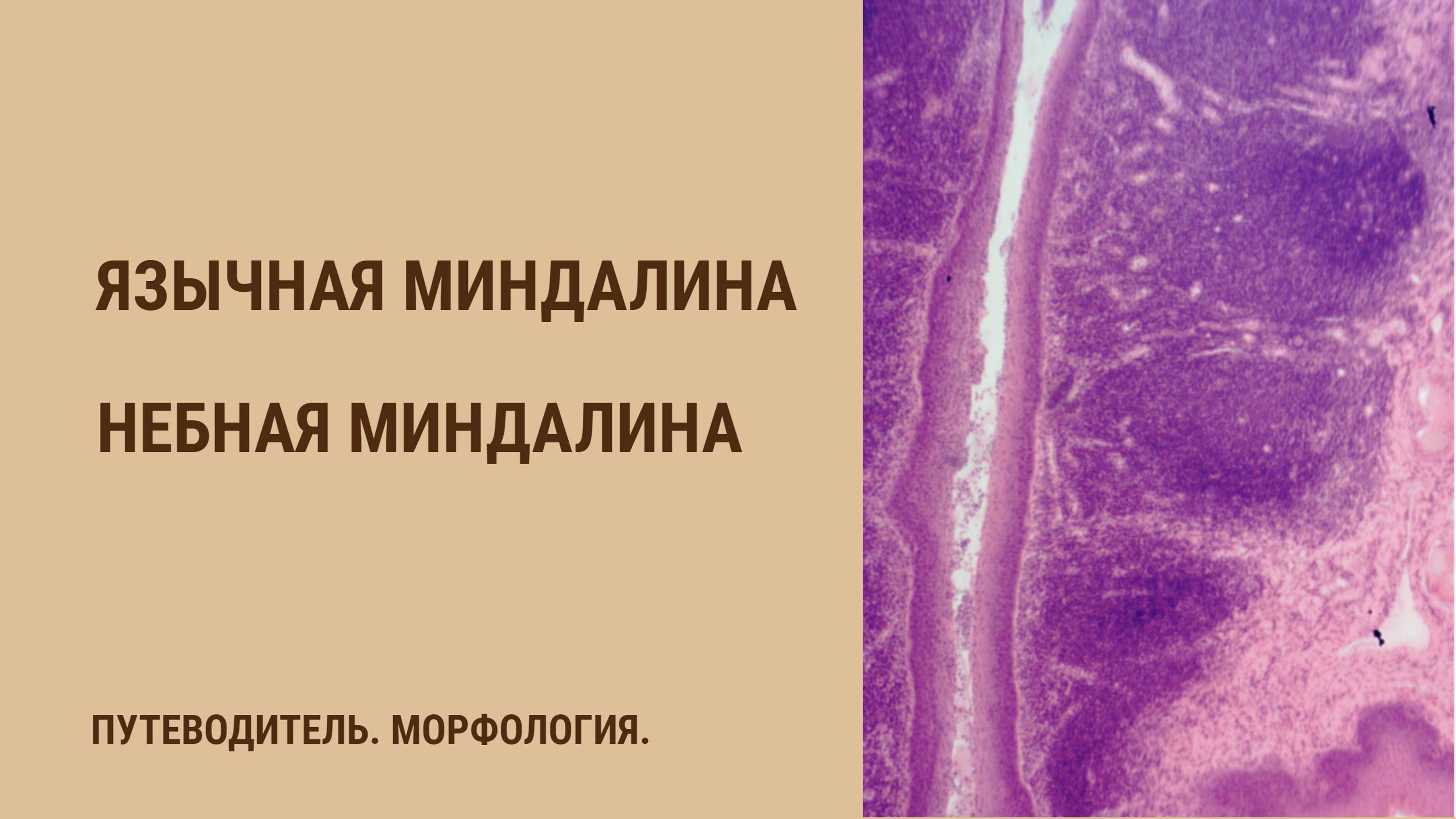Язычная и небная миндалины