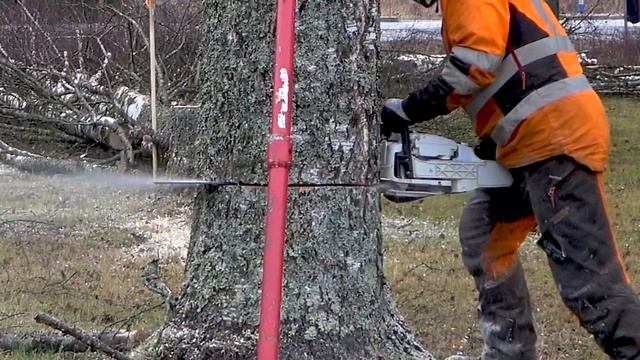 Removing a HUGE Birch Next To a House With a Stihl Chainsaw смотреть онлайн