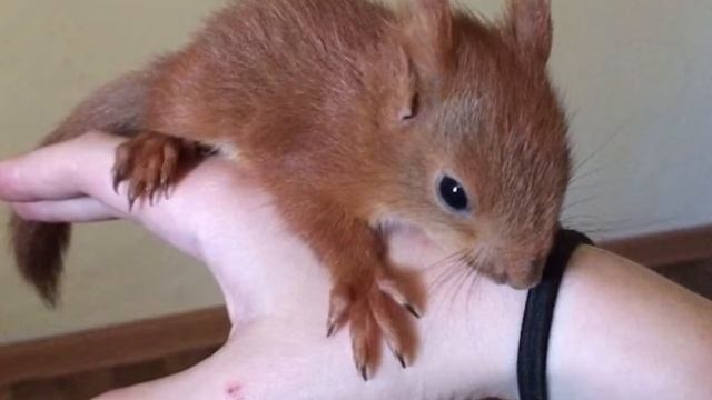 Почему кошки и собаки дерутся смотреть онлайн