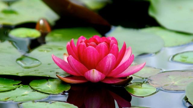 МЕДИТАЦИЯ ХООПОНОПОНО. Я люблю тебя. Я раскаиваюсь. Пожалуйста, прости меня. Я благодарю тебя смотреть онлайн