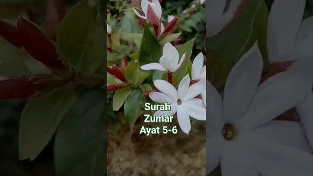 Surah Zumar Ayaat 5-6 #translation #quran #ytshort