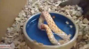 змея ест сама себя