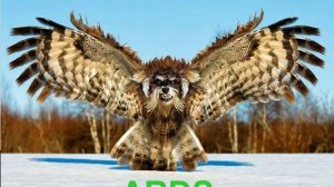 ОРДС нарушение законов логики