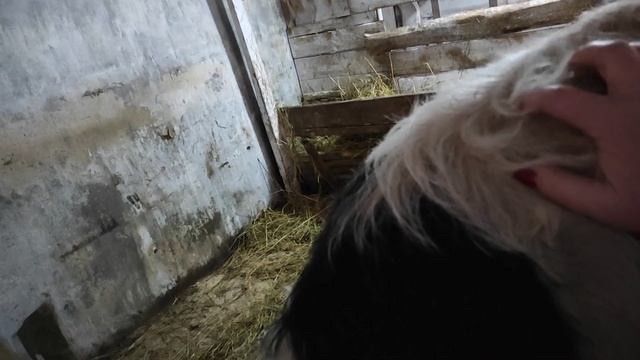 БЫСТРЫЙ ОТКОРМ БЫКОВ КАРТОШКОЙ / С КАКОГО ВОЗРАСТА МОЖНО ДАВАТЬ БЫЧКАМ КАРТОШКУ