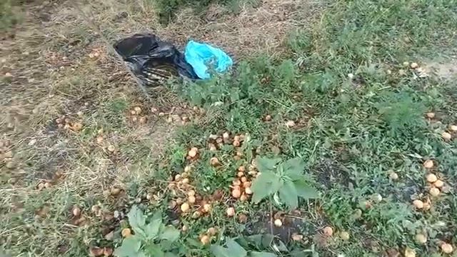 Собираю южные сладкие абрикосы 🍑 Что буду готовить? смотреть онлайн