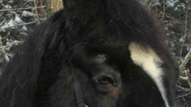 Соколиной охоты музей смотреть онлайн