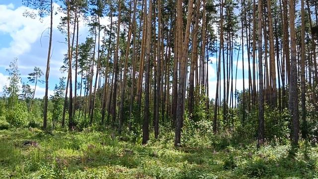 Леший. В гостях у лешего. Дело было так...