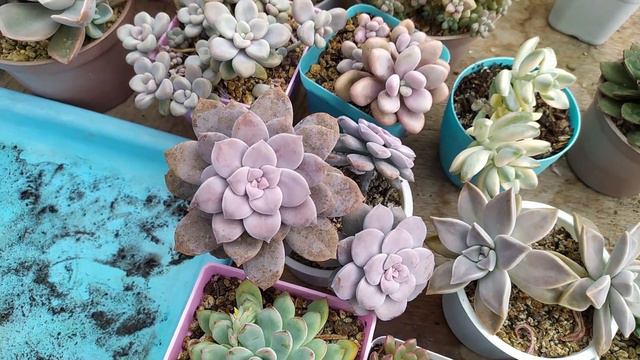 The FASTEST GROWING Succulents In My Collection (+New Plant Haul)