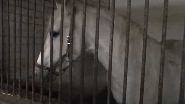 ХРЕНОВСКОЙ КОНЕЗАВОД/ ОРЛОВСКИЕ РЫСАКИ/ СЕЛО СЛОБОДА/ ТУР ПО ЮГУ РОССИИ 2021 смотреть онлайн