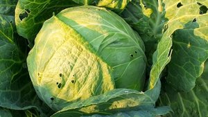 уксус от вредителей на капусте...