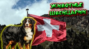 Животные Швейцарии