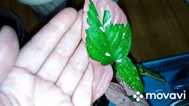 Комнатные цветы. Редкие комнатные растения в моей коллекции .