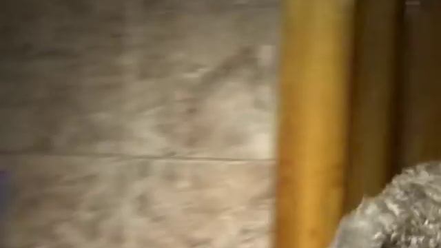 Домашний зоопарк: Корниш-рекс смотреть онлайн