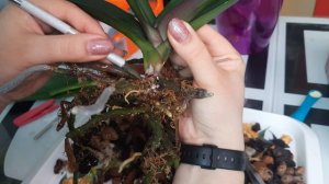 Прогнила насквозь.😳 Выхаживаем орхидею Голливуд