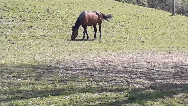Frühling auf Gestüt Mimmenhof смотреть онлайн