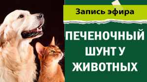 Ветеринарная операция по протоковальному шунтированию