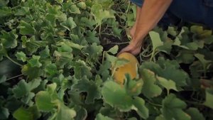 Дыня Корса F1. Технология выращивания дыни Корса. Обзор дыни Корса.