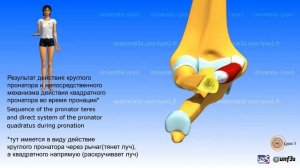 3D анатомия: пронация супинация 2