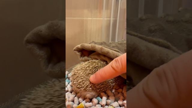 Пип, разбудили в выходной⏰🦔или инстинкт самосохранения ежа #животные #hedgehog #pet #pet #ёжик #мем