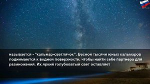 Куда ехать, чтобы увидеть светящееся море