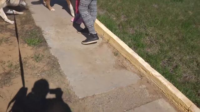 Caucasian Shepherd Dog vs. Wolf смотреть онлайн