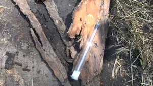 В ПОИСКАХ ГИГАНТОВ - ЛЁТ МУРАВЬЁВ Camponotus vagus, fallax и других! В ПОИСКАХ МАТОК! Димон и пумба