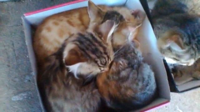 Маленькие бездомные котята