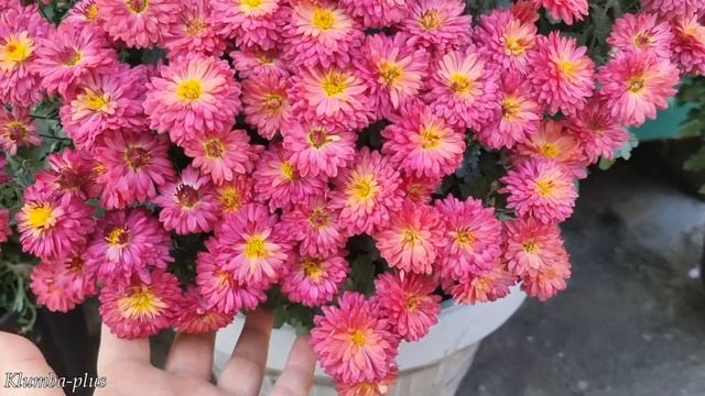 Как получить осенью цветущий ШАР хризантемы мультифлора - всего 3 правила