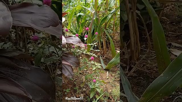 ? Gomphrena ? globe amaranth ? Gomphrena globosa ? Being Balcony Gardener .ll. RaaKAmmU