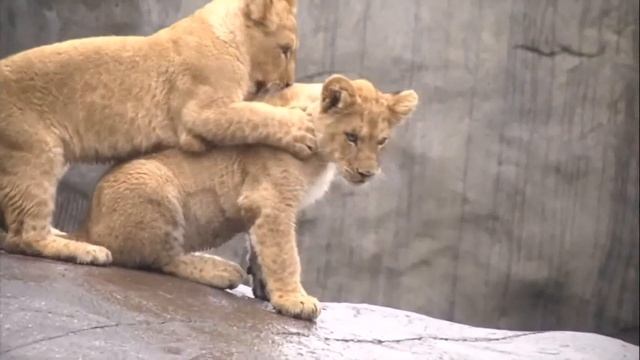 Som do Leão - Leão Rugindo - Animais Selvagens - Animais do Zoológico смотреть онлайн