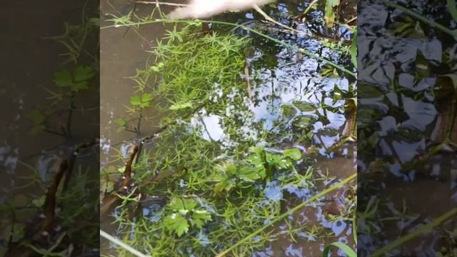 Аквариумные, водные растения в природе: Болотник Callitriche в р. М. Коровеж Aquarium plants, natur смотреть онлайн