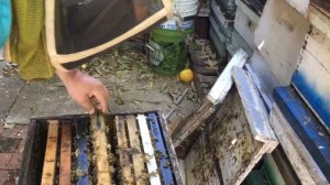 Как мы ловим рои в США. Пчеловодство в Америке.