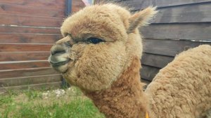 Альпака